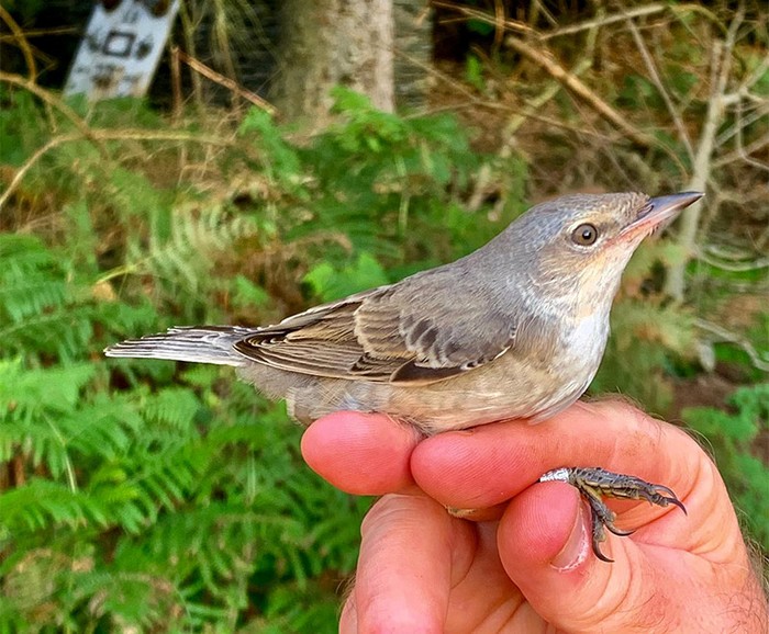 Barred Warbler