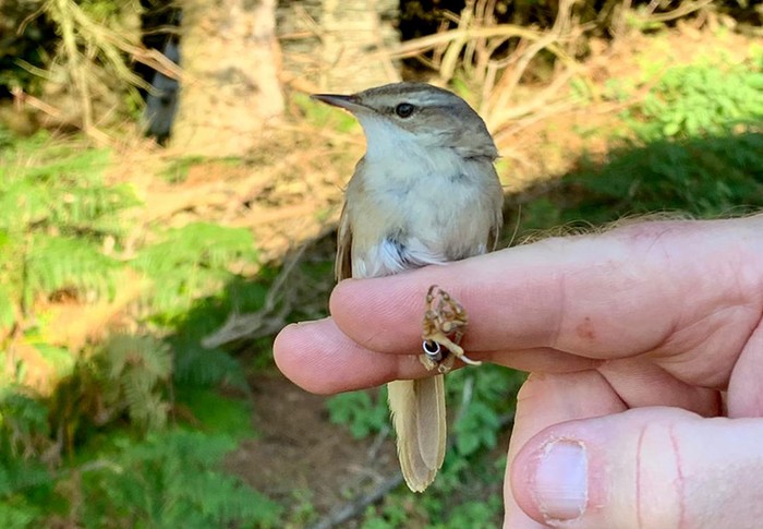Paddyfield Warbler