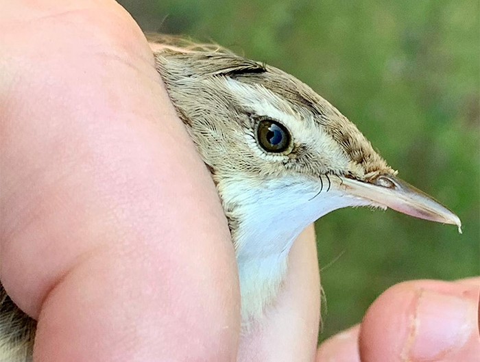 Paddyfield Warbler