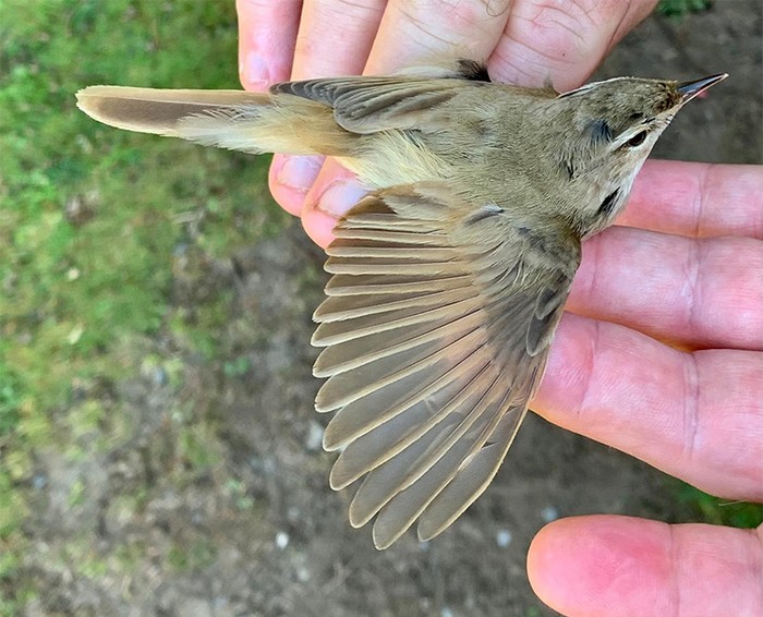 Paddyfield Warbler