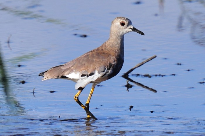 White-tailed Lapwing