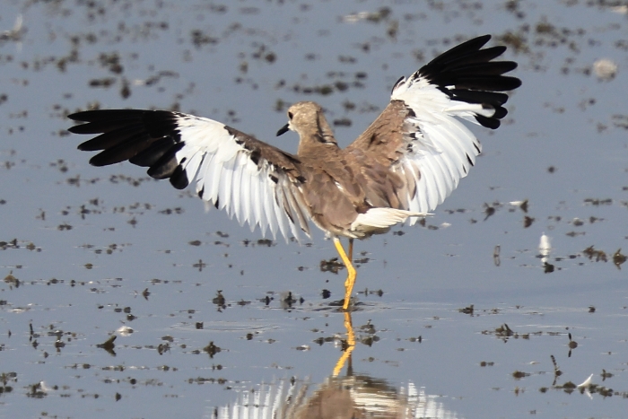 White-tailed Lapwing