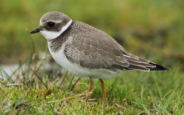 Ringed Plover