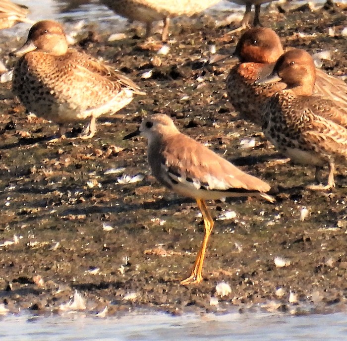 White-tailed Lapwing