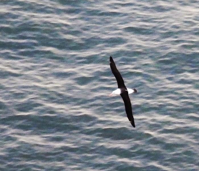 Black-browed Albatross