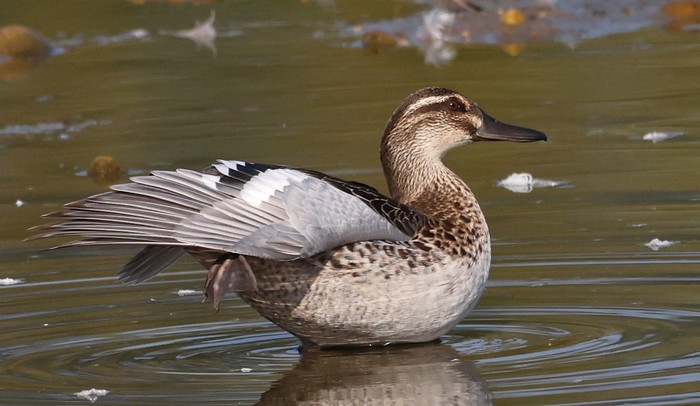 Garganey