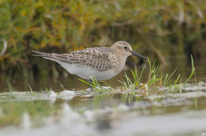 Baird's Sandpiper