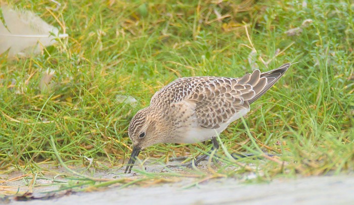 Baird's Sandpiper