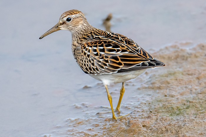 Pectoral Sandpiper