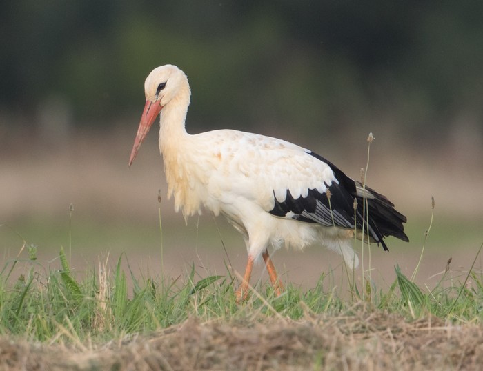 white stork