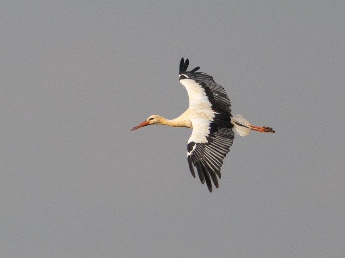 White Stork