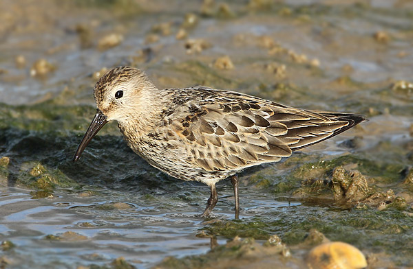 Dunlin