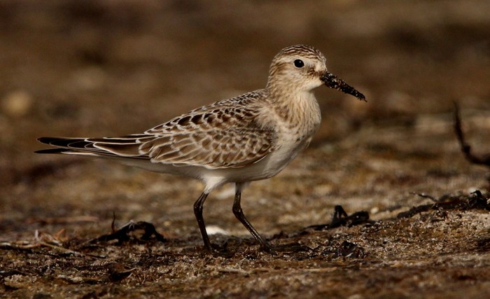 Baird's Sandpiper