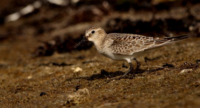 Baird's Sandpiper