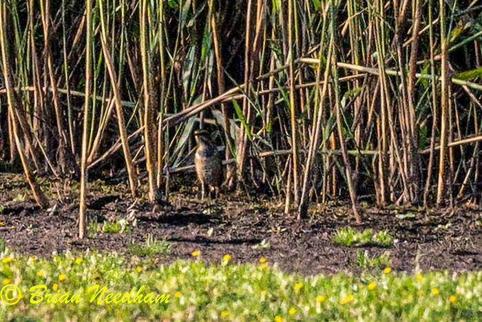 Bluethroat