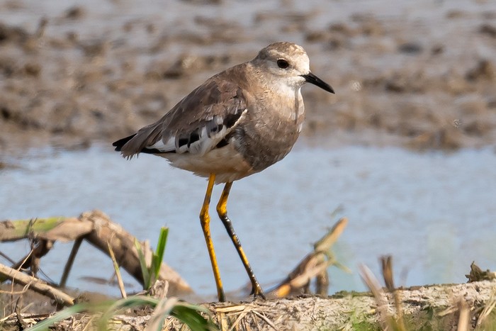 White-tailed Lapwing