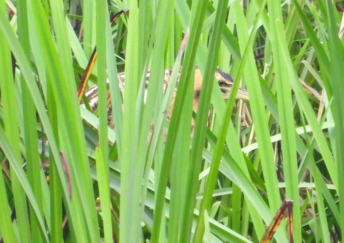 Bittern