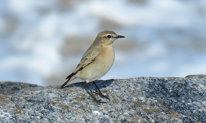 Isabelline Wheatear