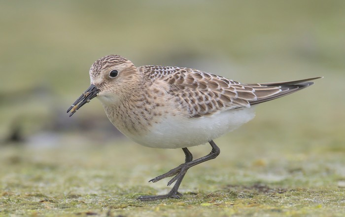 Baird's Sandpiper