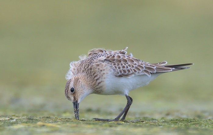 Baird's Sandpiper