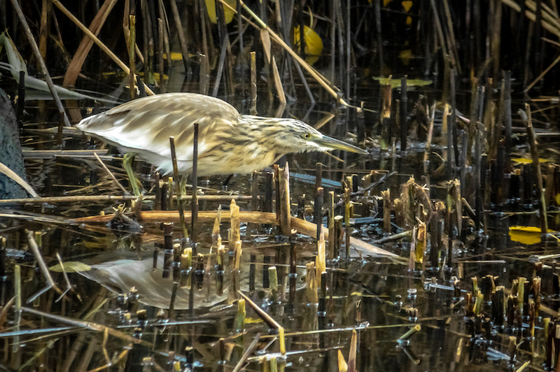 Squacco Heron