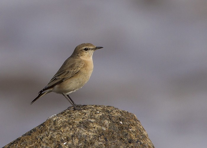 Isabelline Wheatear