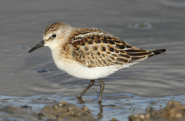 Little Stint