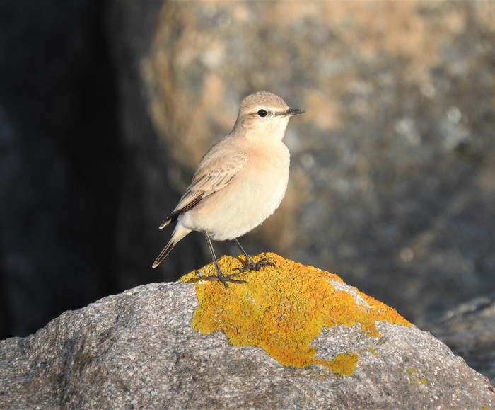 Isabelline Wheatear