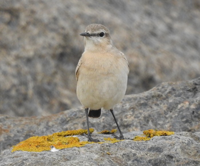 Isabelline Wheatear