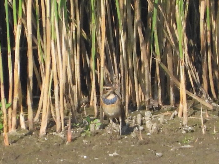 Bluethroat