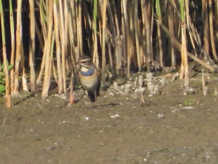 Bluethroat