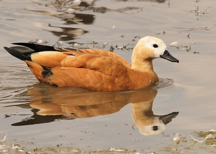 Ruddy Shelduck