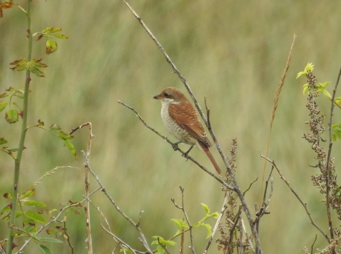 Red-backed Shrike