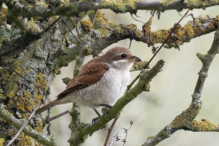 Red-backed Shrike