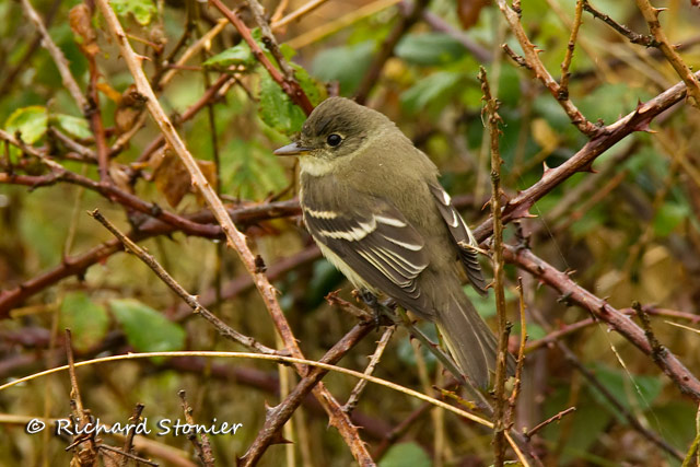 Alder Flycatcher