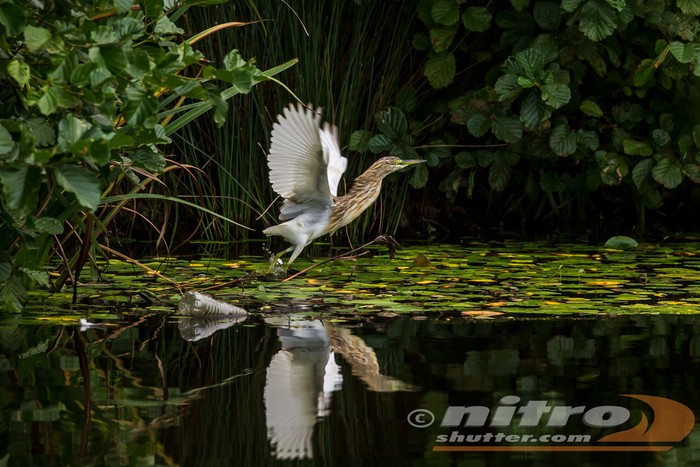 Squacco Heron