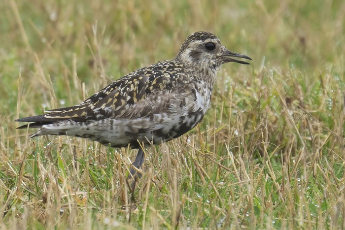 Pacific Golden Plover