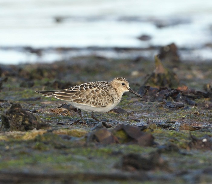 Baird's Sandpiper