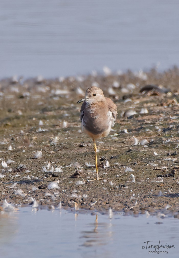 White-tailed Lapwing