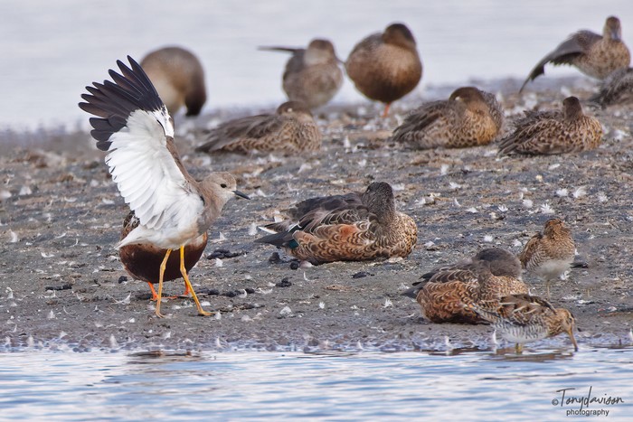 White-tailed Lapwing