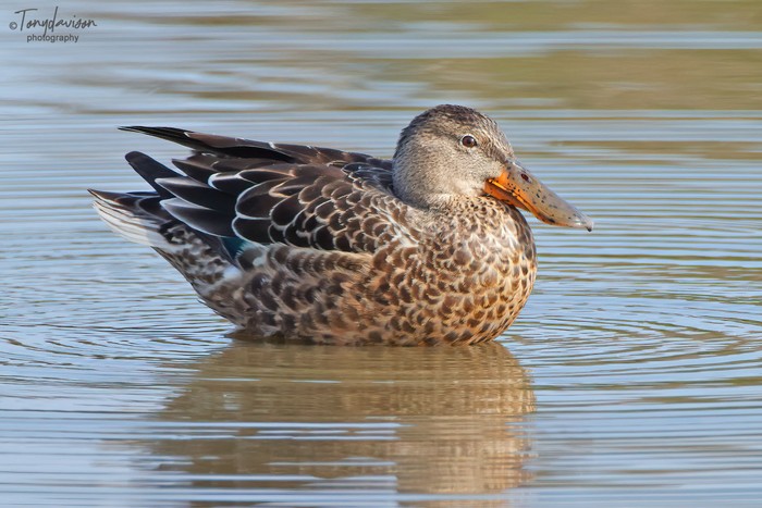 Shoveler