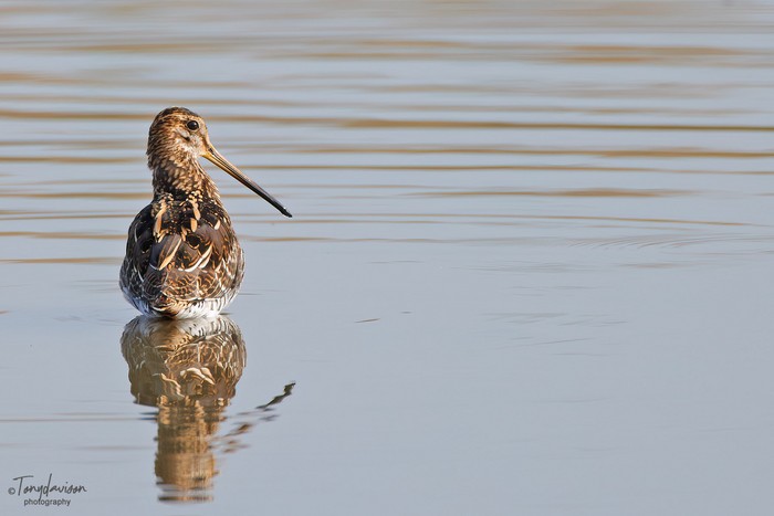 Snipe