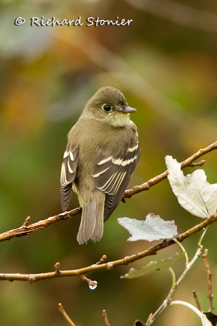 Alder Flycatcher