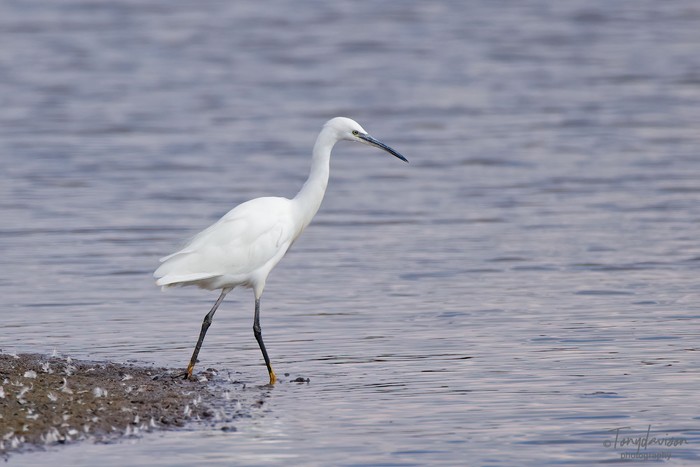 Little Egret