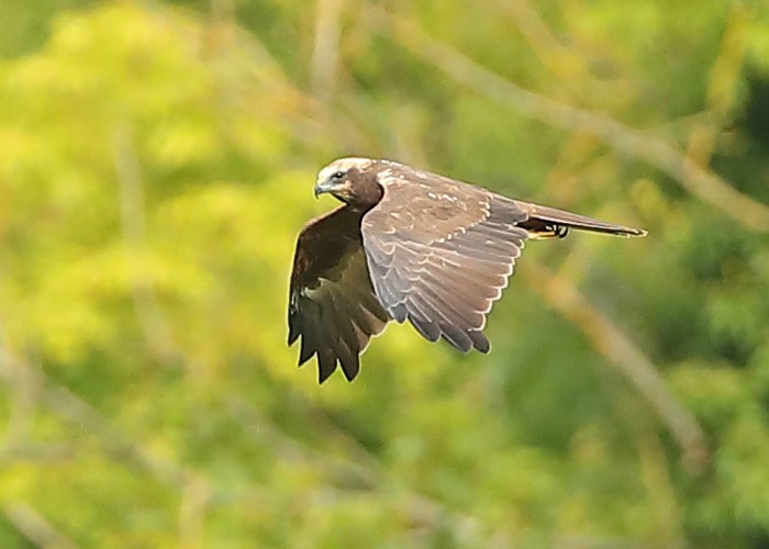 Marsh Harrier
