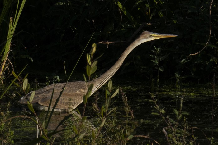 Purple Heron