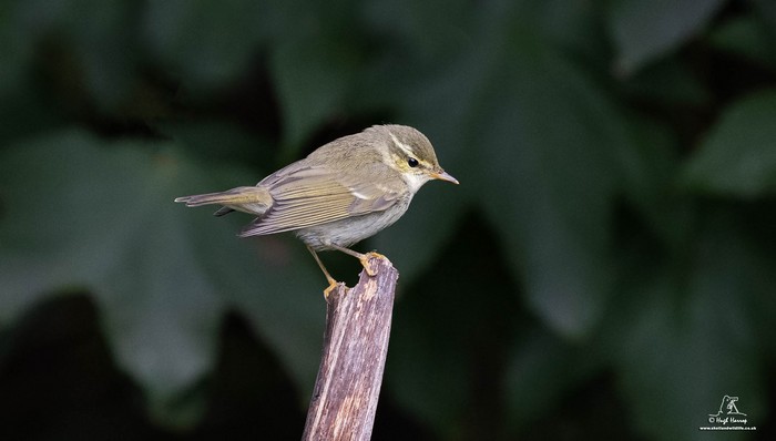 Arctic Warbler