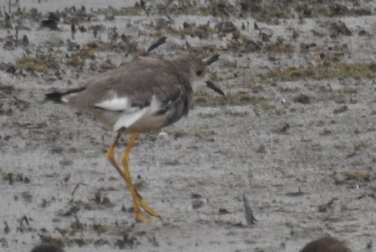 White-tailed Lapwing