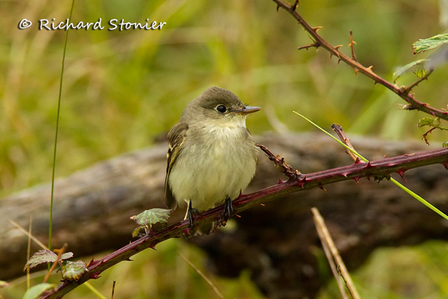 Alder Flycatcher
