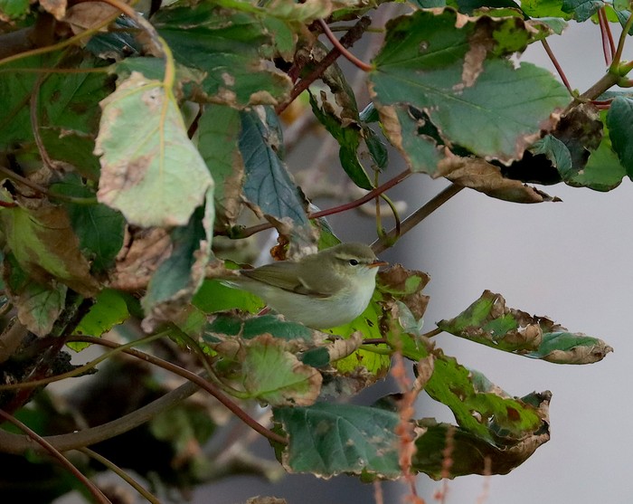 Greenish Warbler
